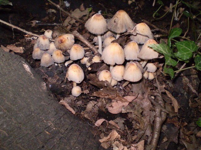 Coprinus ?.?.?